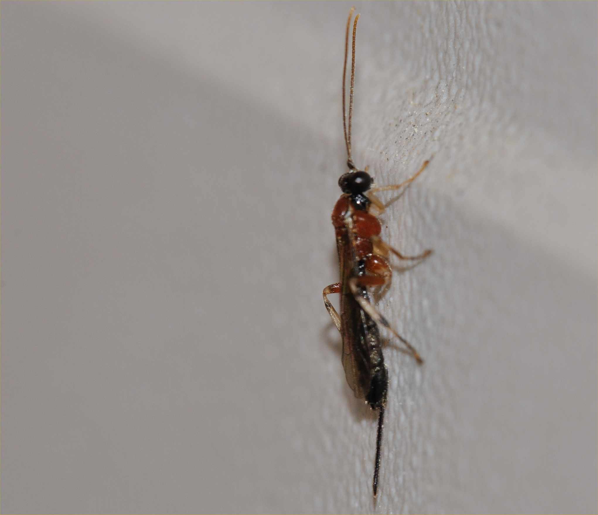 Ichneumonidae